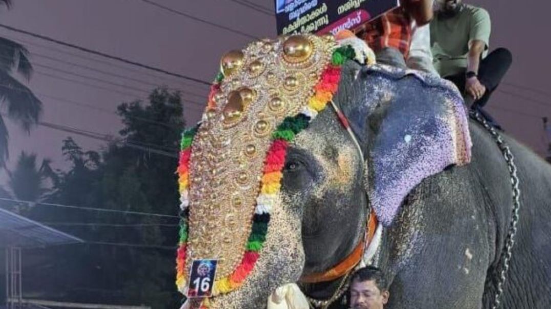 elephant-on-rampage-kills-mahout-in-palakkad-india-2